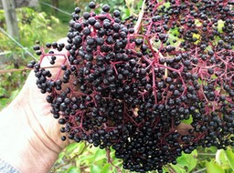 Picked-Elderberries-Hand-web