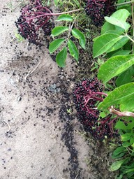 Elderberries-Dropped-Harvest72