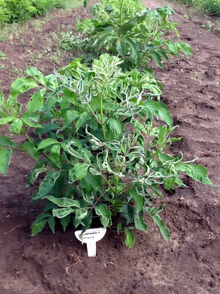 Mites on Young Elderberry2