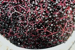 Picked-Elderberries-Close-web