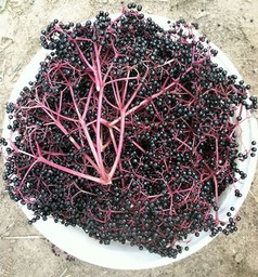 Picked-Elderberries-Plate-web