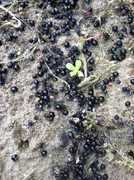 Ripe-Elderberries-on-ground72