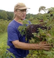 Terry Elderberry Harvest-narrow